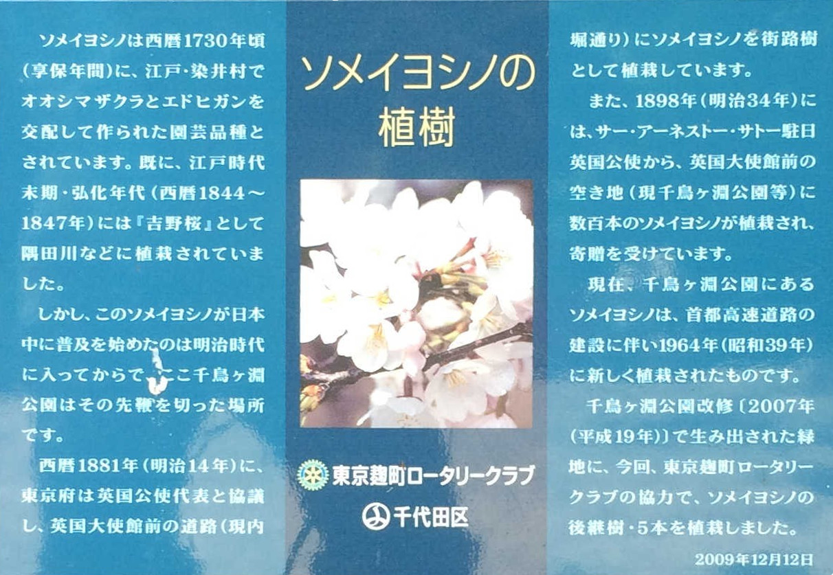 https://ji2.biz/20180516/ソメイヨシノ の植樹.JPG
